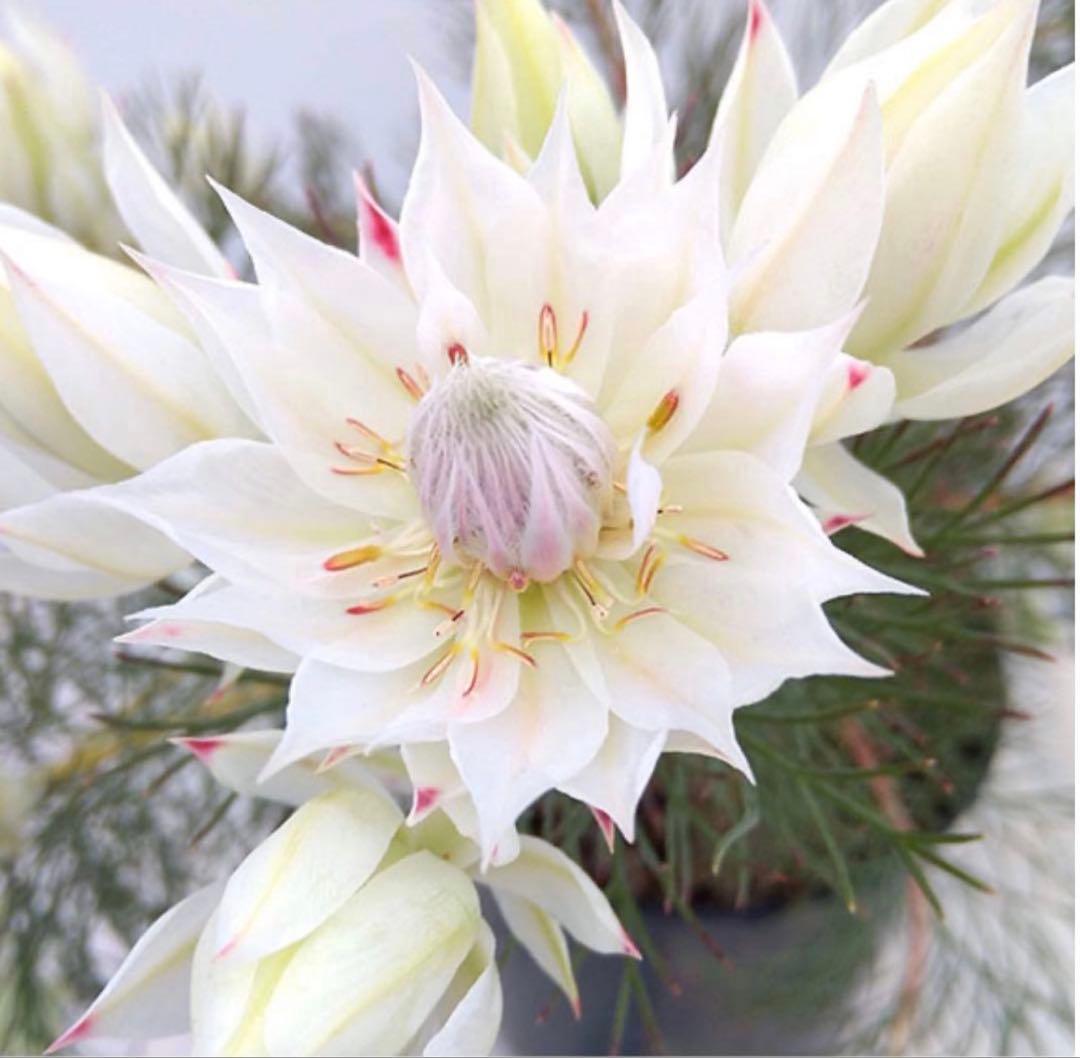 ⚠️ラスト1鉢 ジョーイセルリア　『ブラッシングブライド』　 6号鉢　花蕾17個