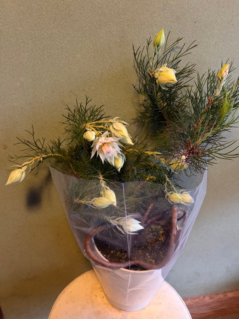 ⚠️ラスト1鉢 ジョーイセルリア　『ブラッシングブライド』　 6号鉢　花蕾17個