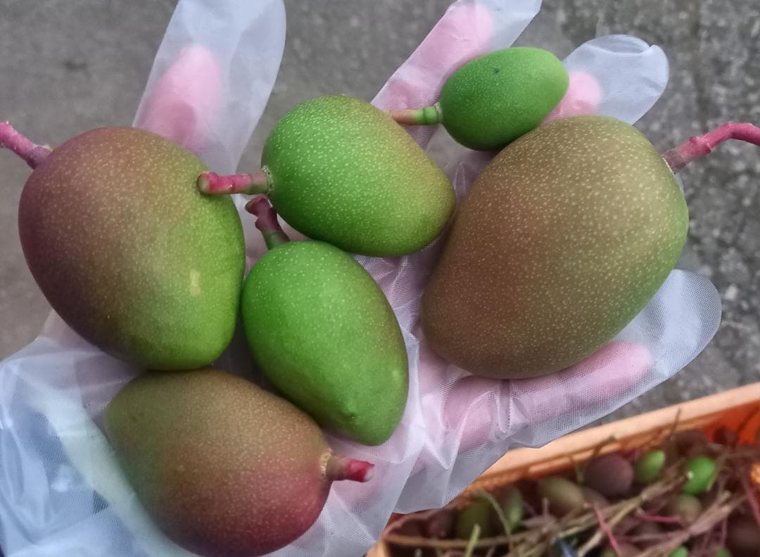 マンゴー+摘果 /5 kg including box