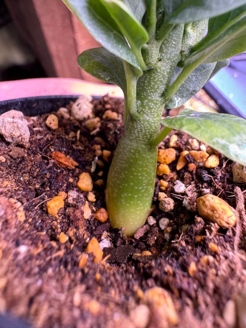 アデニアペチュエリー 塊根植物 観葉植物 実生