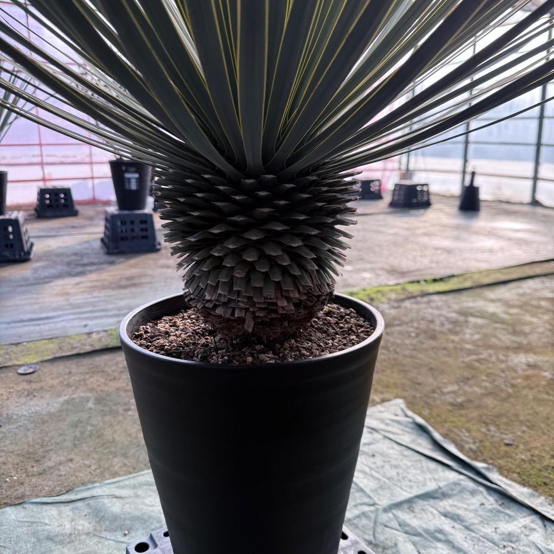 【AL1107】ユッカ　ロストラータ 超美形　極太