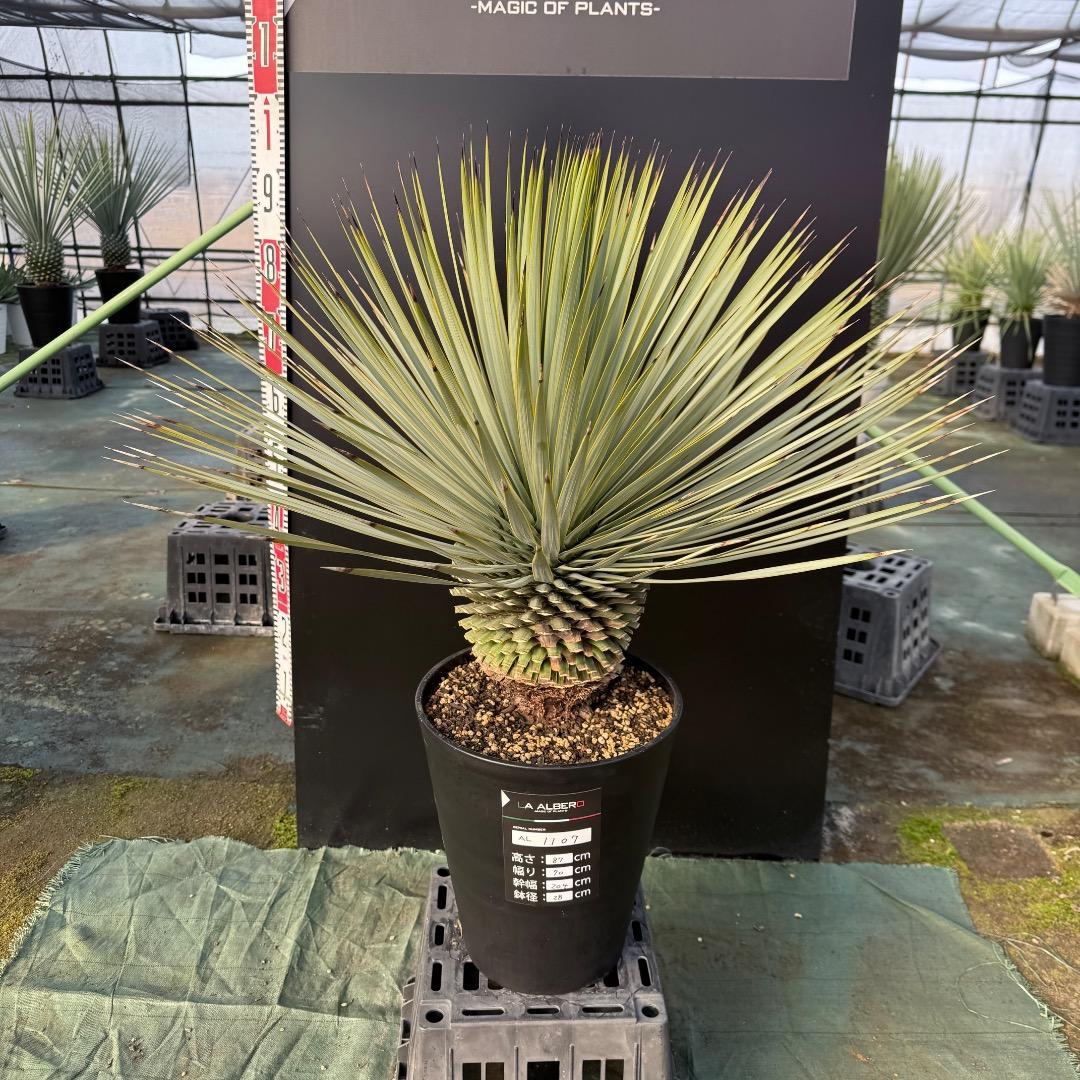 【AL1107】ユッカ　ロストラータ 超美形　極太