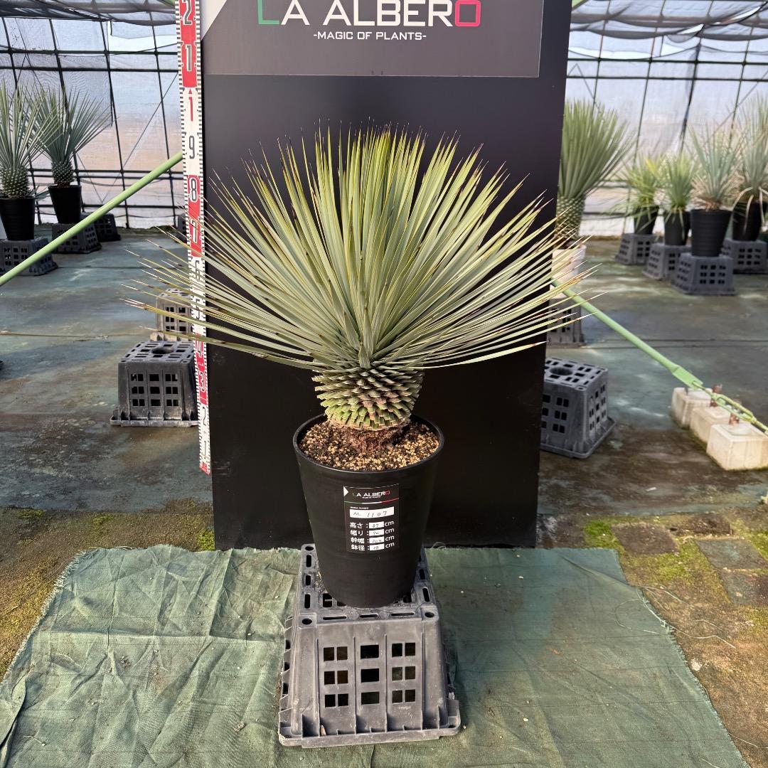 【AL1107】ユッカ　ロストラータ 超美形　極太