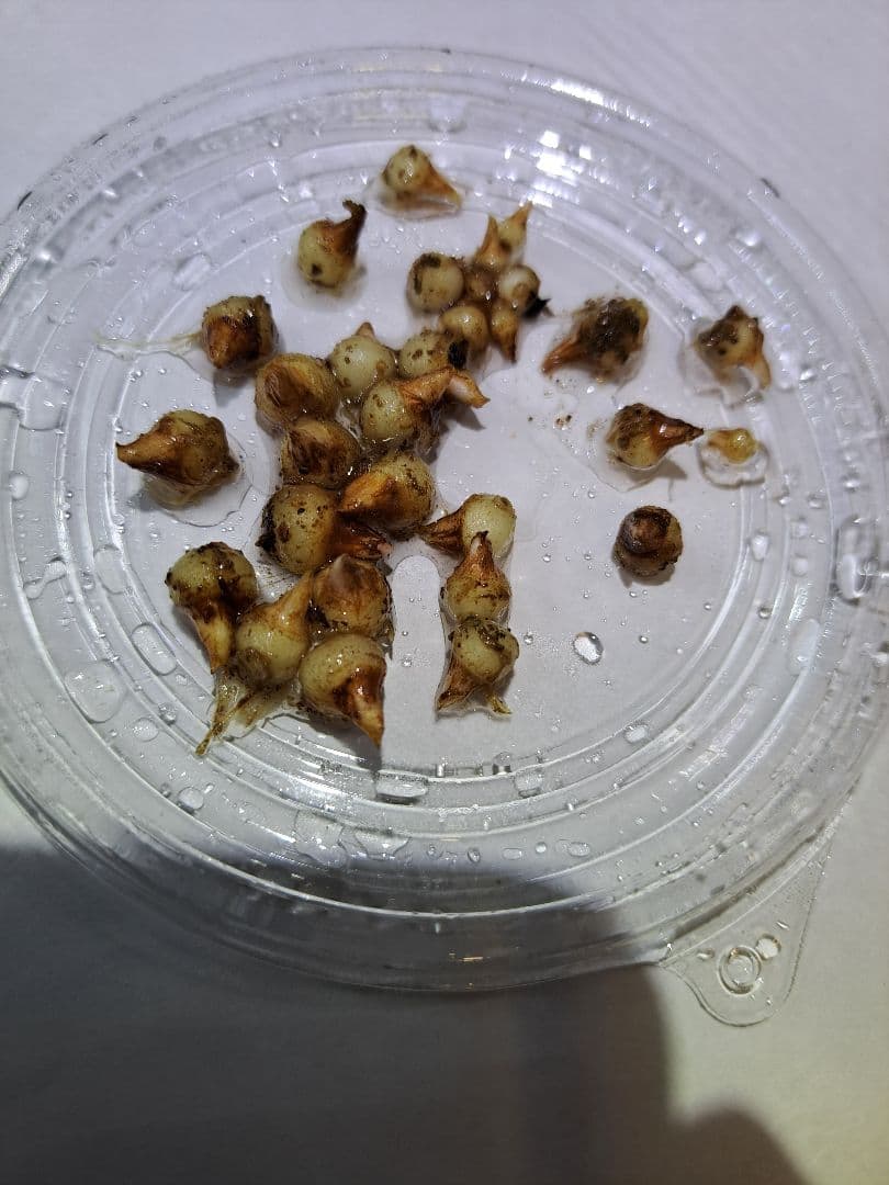 t*o様 山野草　アマギテンナンショウ　実生 10球