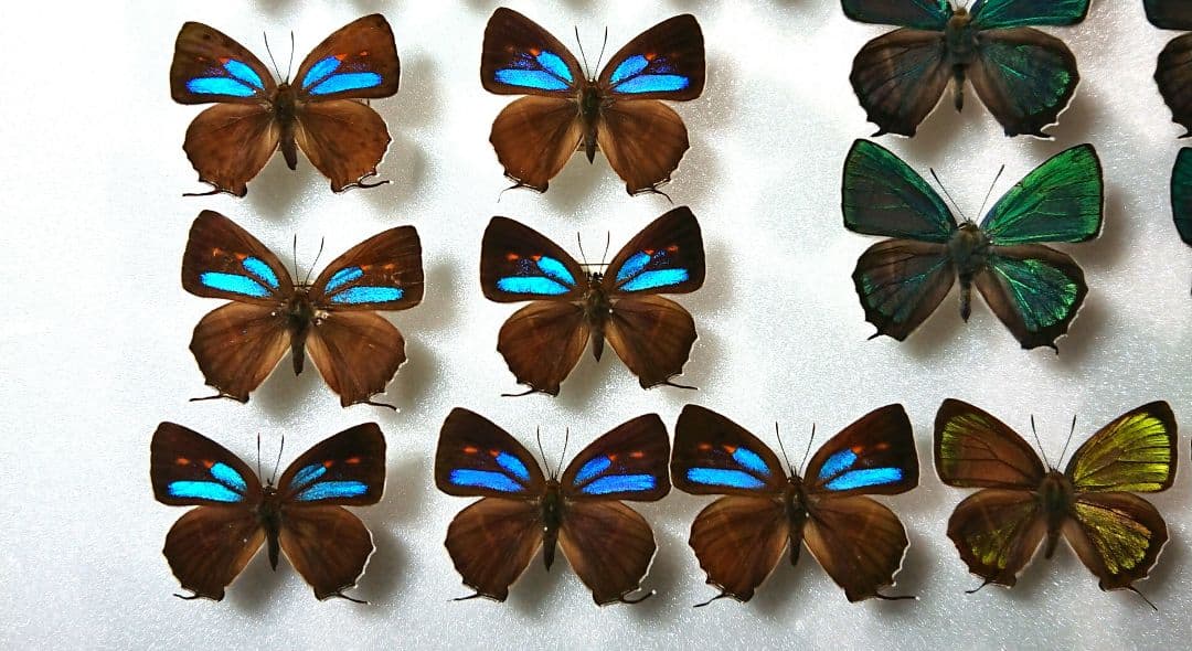 国内蝶標本‼️ 確認用