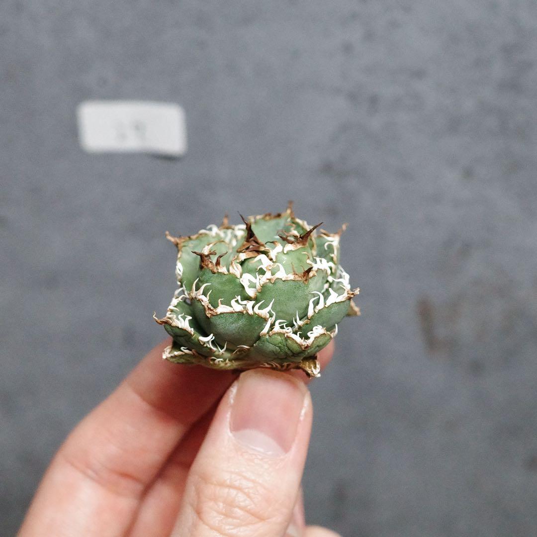 アガベ　チタノタ　オテロイ　フィリグリー　超絶ミニ　1.7号鉢サイズ　27