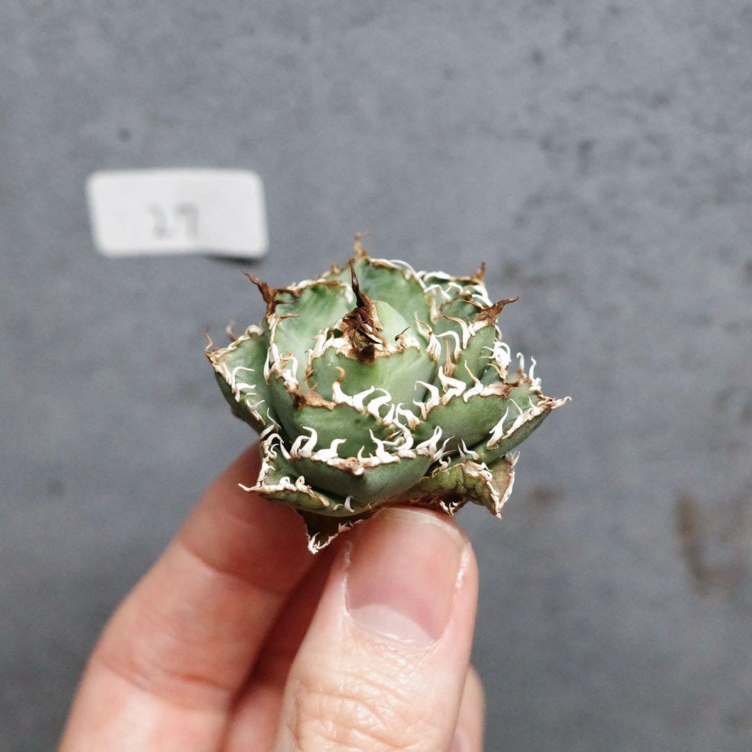 アガベ　チタノタ　オテロイ　フィリグリー　超絶ミニ　1.7号鉢サイズ　27