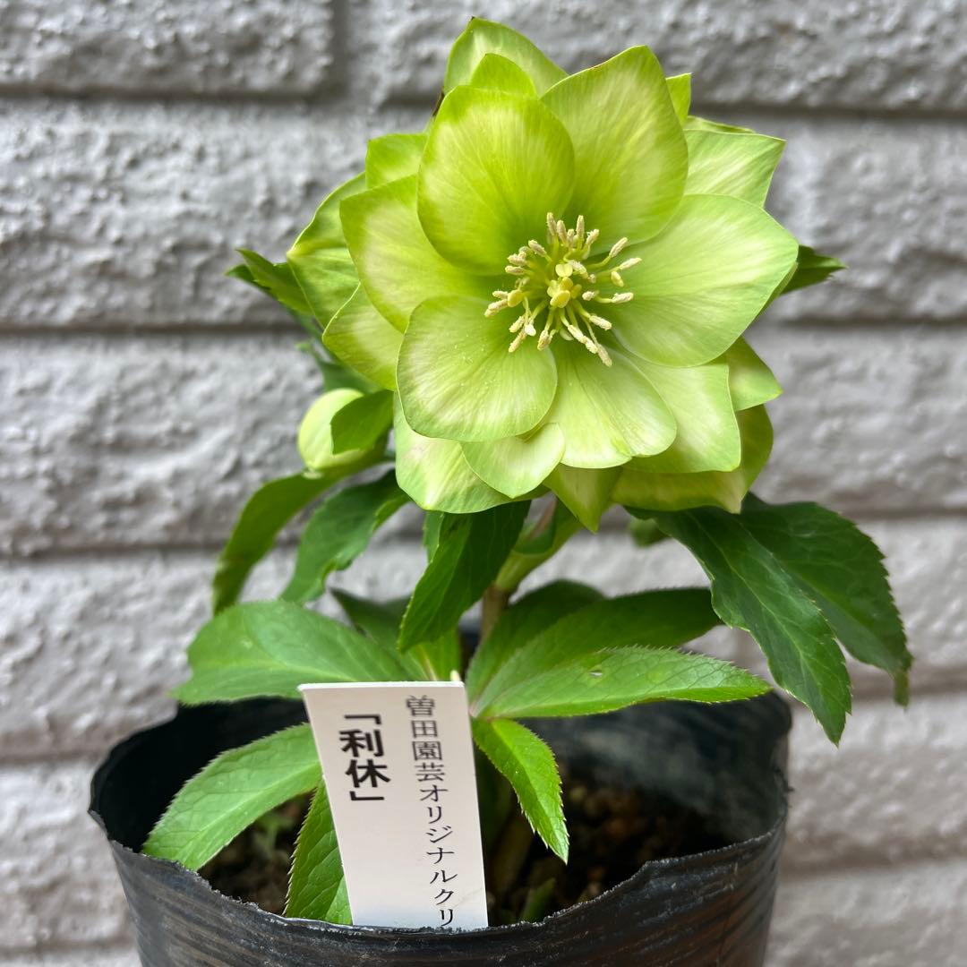 クリスマスローズ 利休