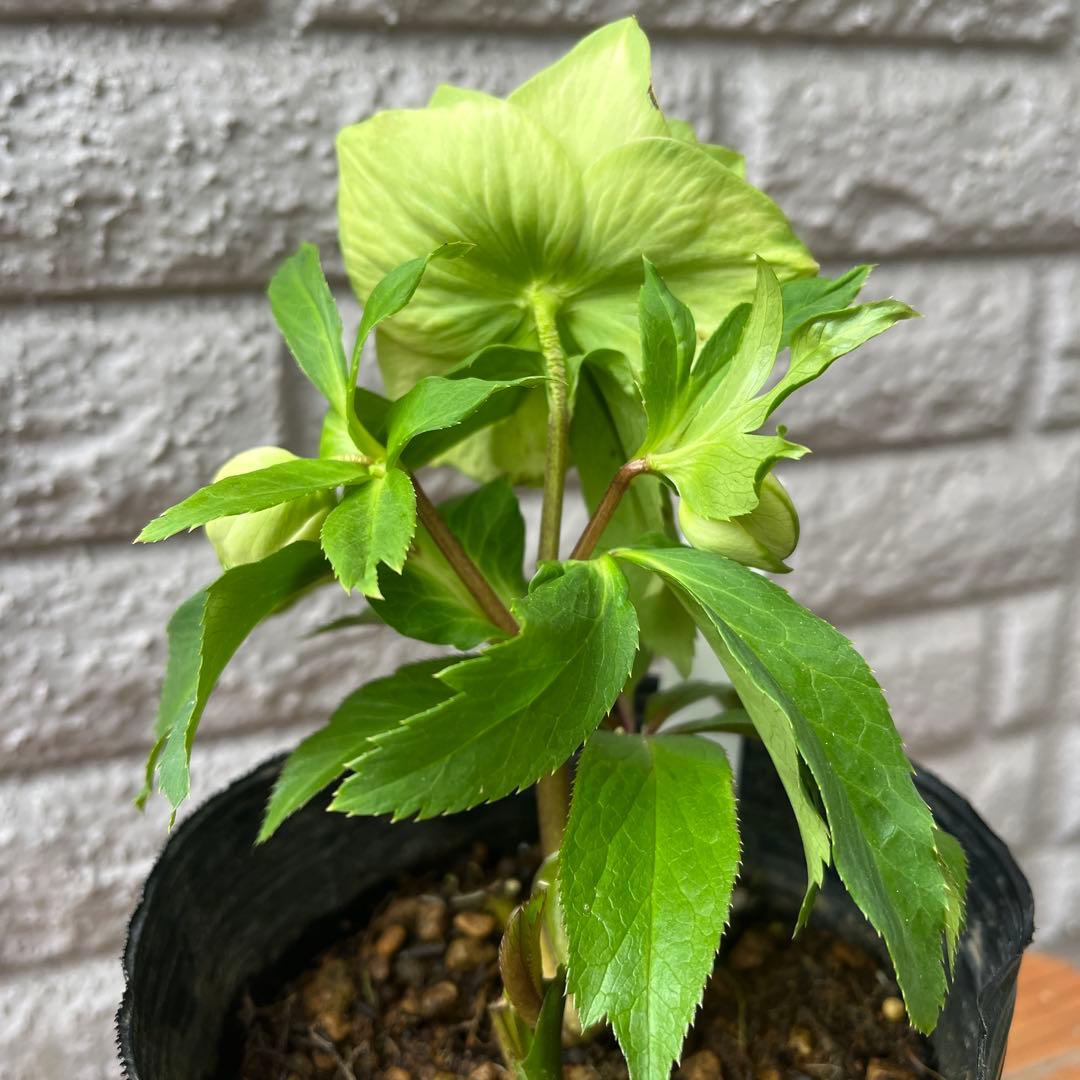 クリスマスローズ 利休