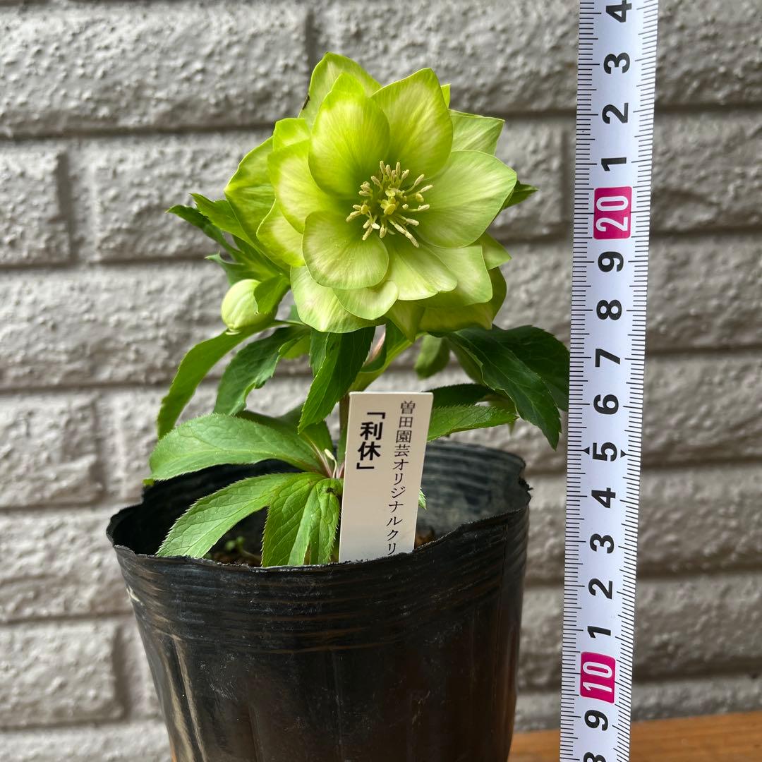 クリスマスローズ 利休