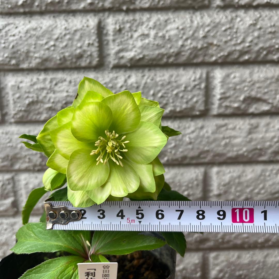 クリスマスローズ 利休