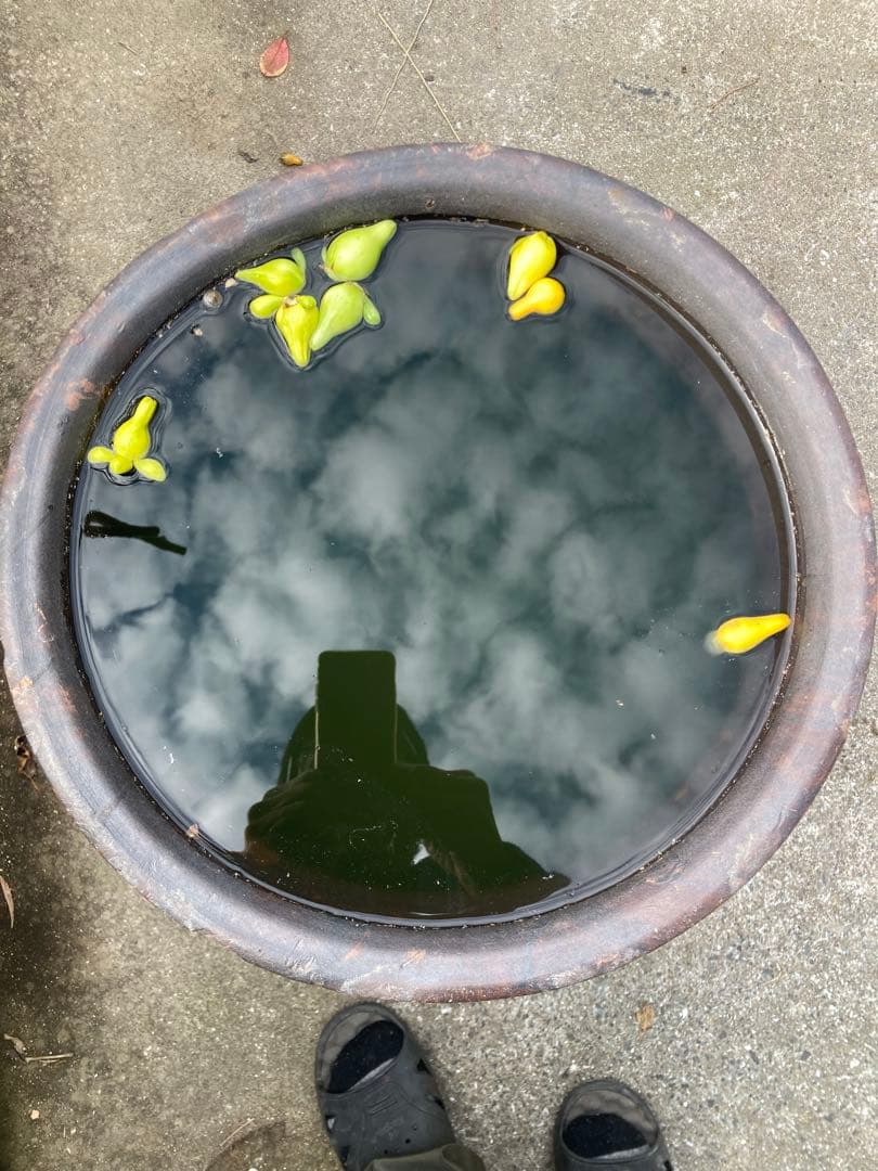 【古民具】大型 渋い黒釉 、ダークブラウン陶器の甕。 アンティークメダカ鉢。