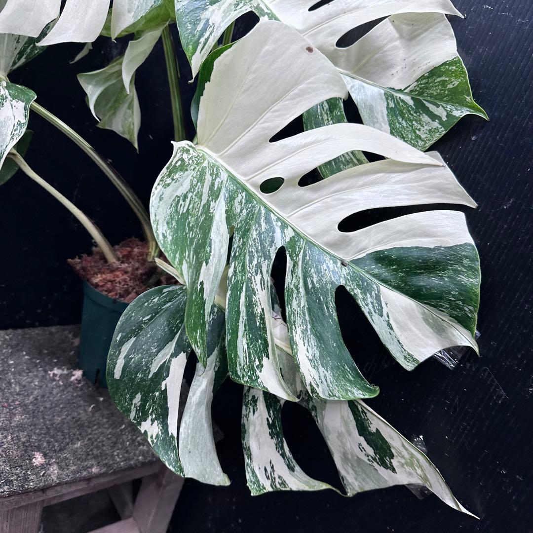 N*A様 斑入りモンステラ ホワイトタイガー極美大株73cm白斑多