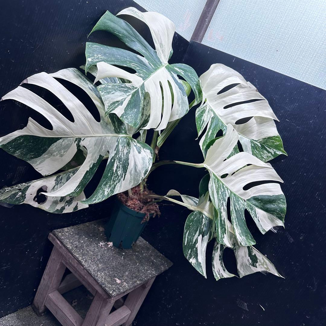 N*A様 斑入りモンステラ ホワイトタイガー極美大株73cm白斑多