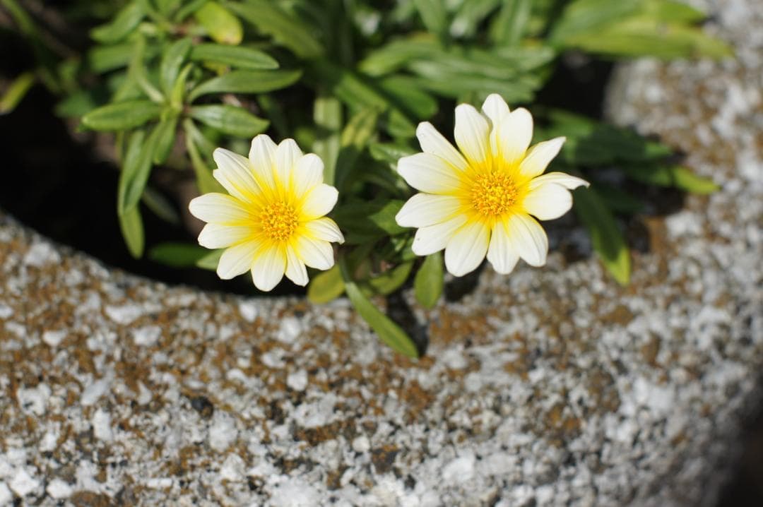 【整備済完動品】CANON FD 50mm F/1.4 S.S.C. レンズ