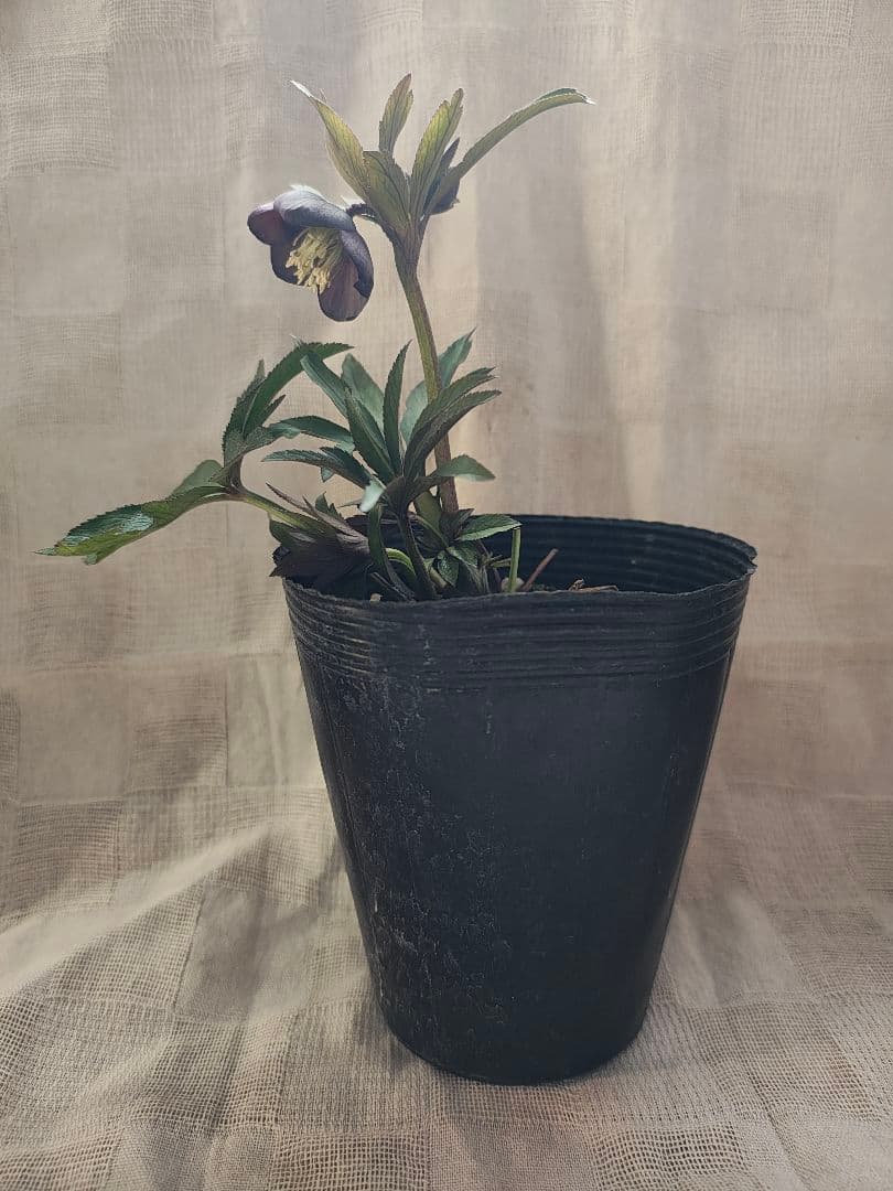 2618小輪系カップ咲ブルーグレーss 若泉ファームクリスマスローズ開花株