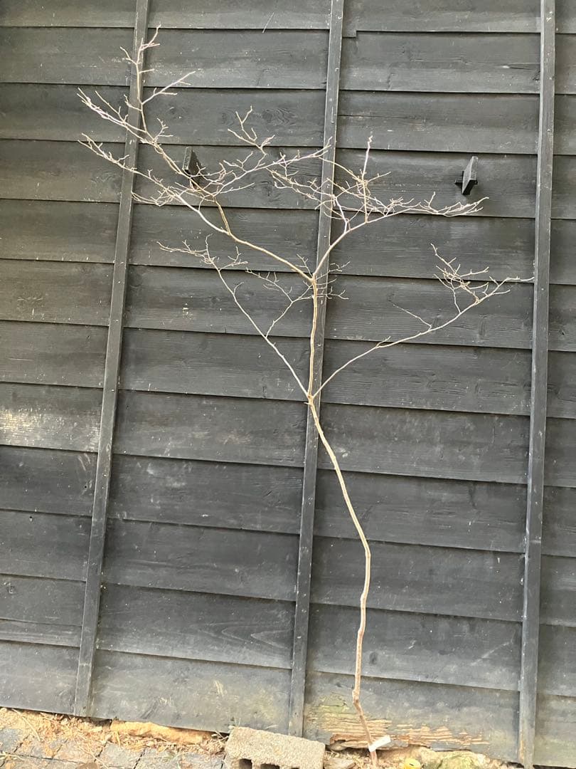 90 山採り　ナツハゼ