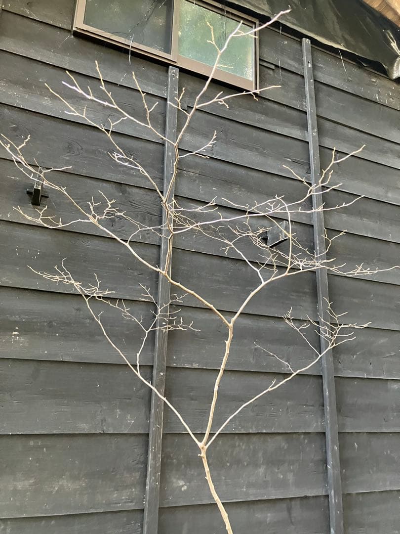 90 山採り　ナツハゼ