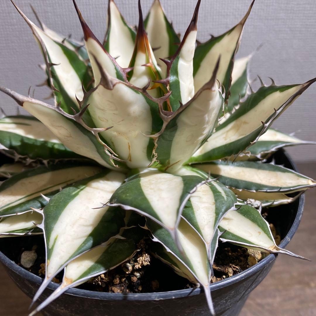 アガベ　ホリダ　白中斑　極上限定2