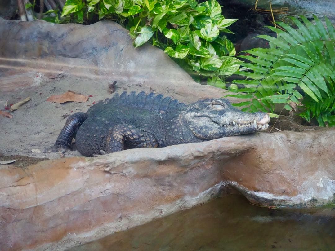 OLYMPUS OM-D markⅢ 茶レザーストラップ レンズ2個セット