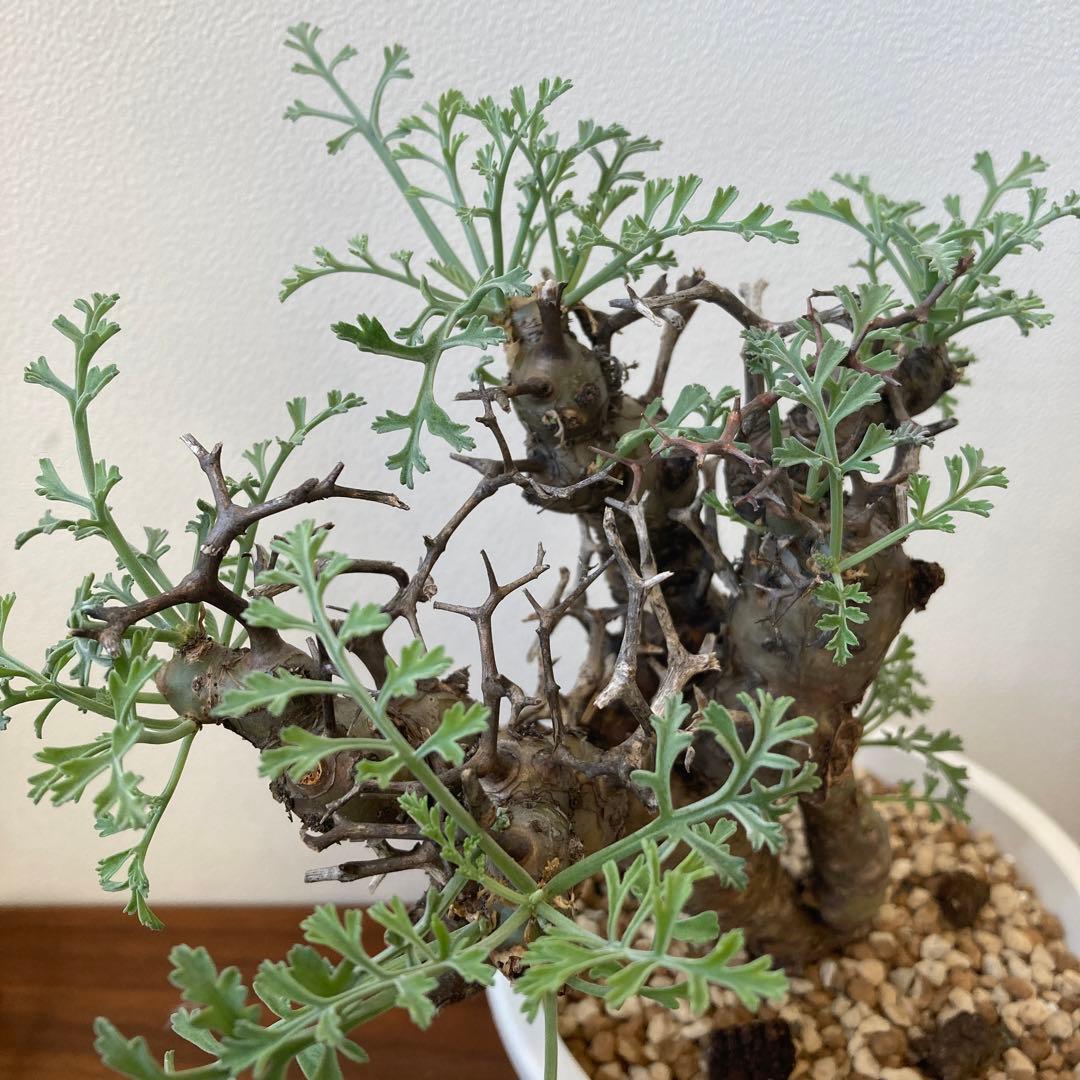 ペラルゴニウム・クリズミフォリウム②