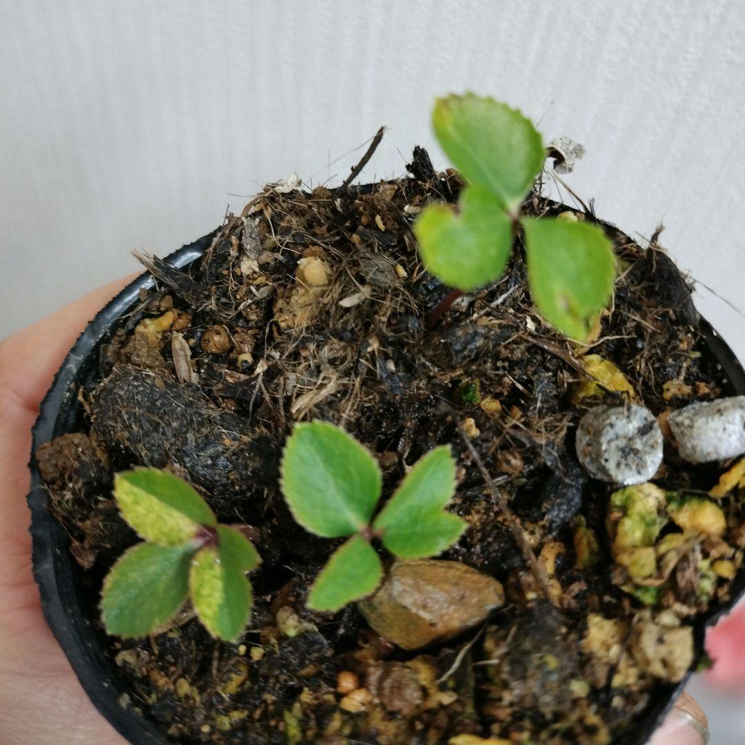 クリスマスローズ　dd 斑入りソレイユ ddレッドソレイユ　計3株　苗　鉢　バラ