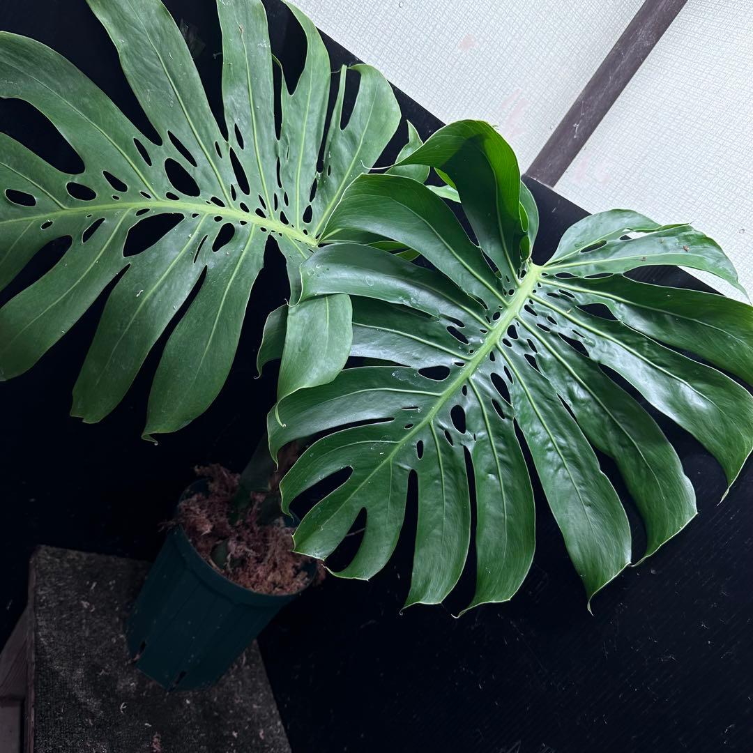 モンステラデリシオーサマクロコズム超希少系統鉢植え65㎝