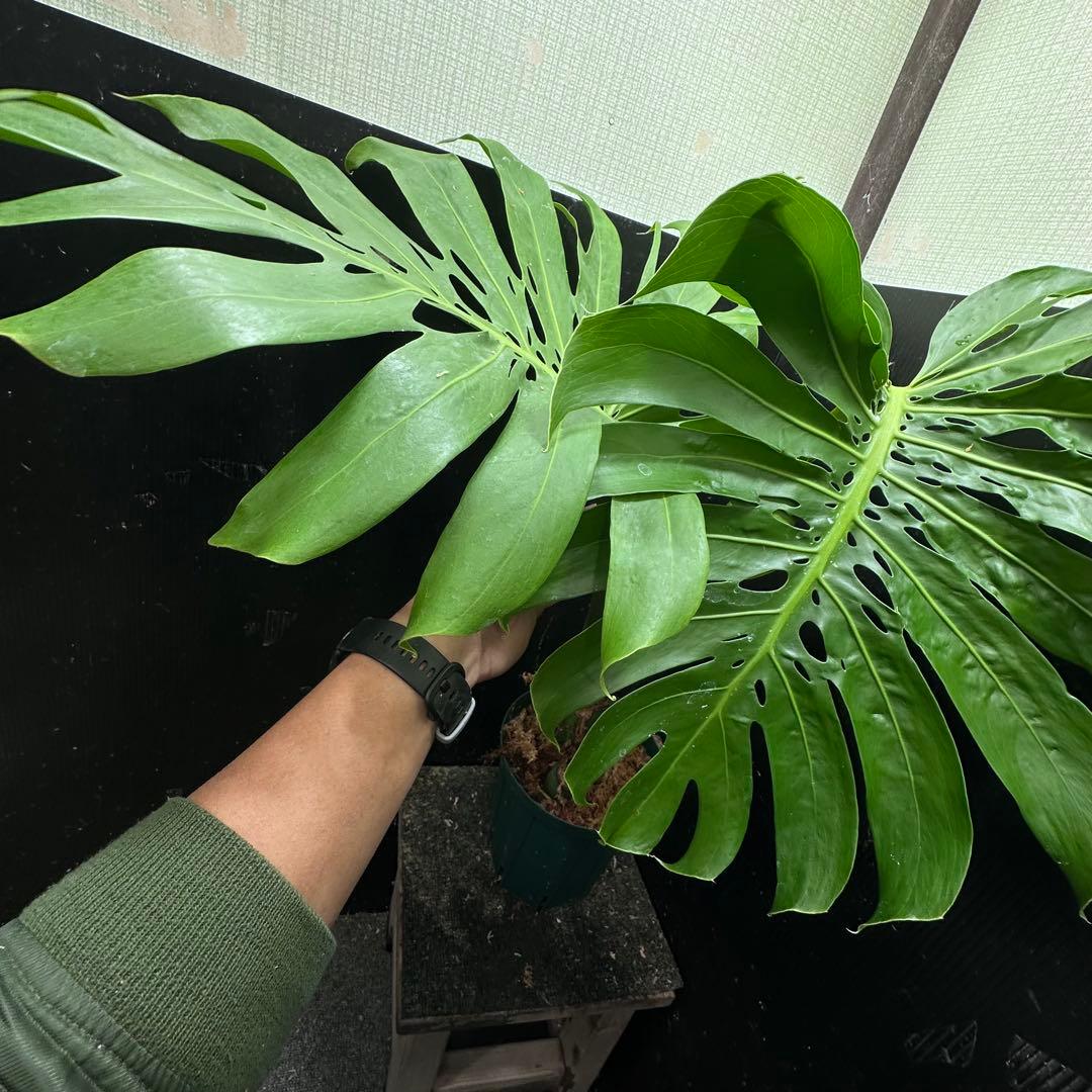 モンステラデリシオーサマクロコズム超希少系統鉢植え65㎝