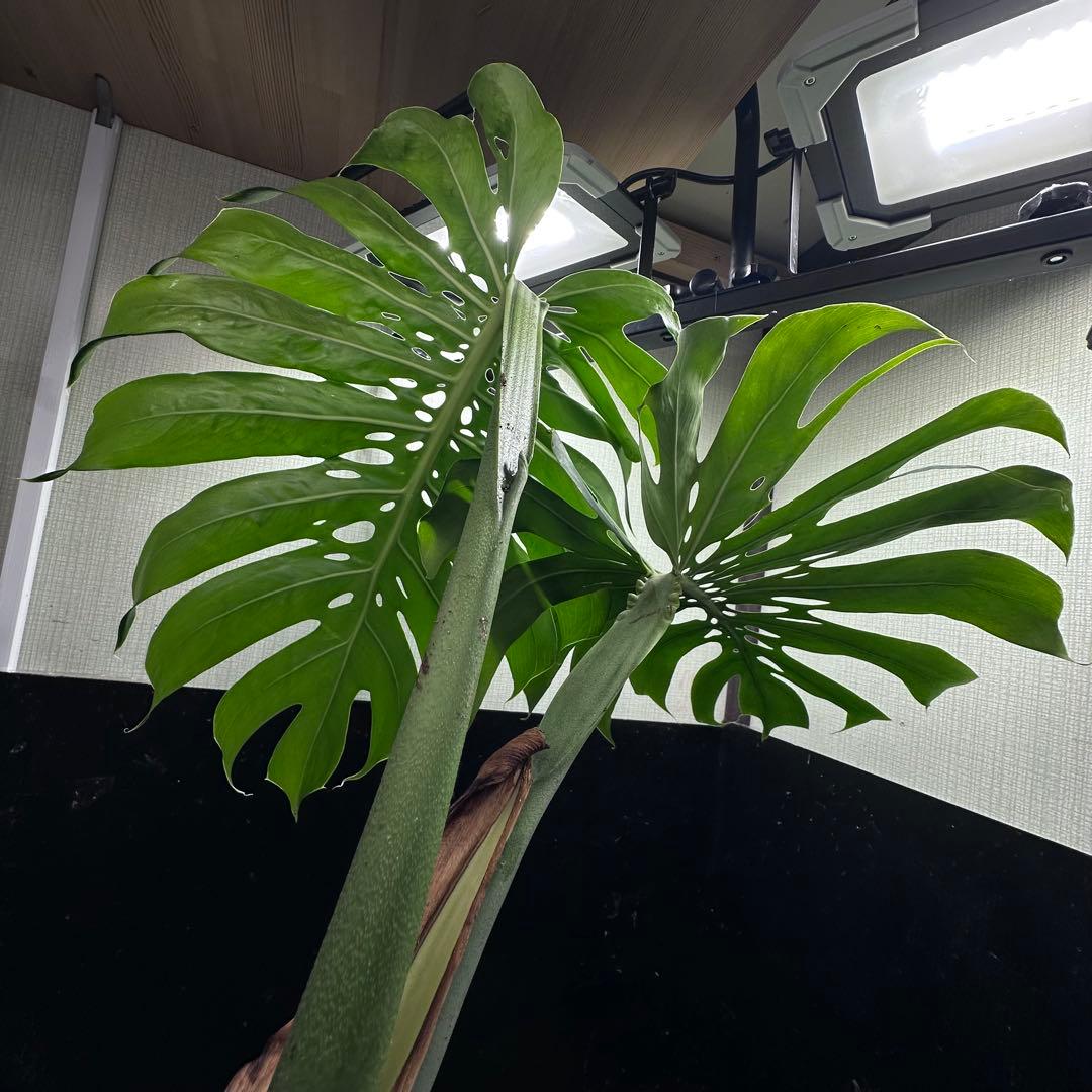 モンステラデリシオーサマクロコズム超希少系統鉢植え65㎝
