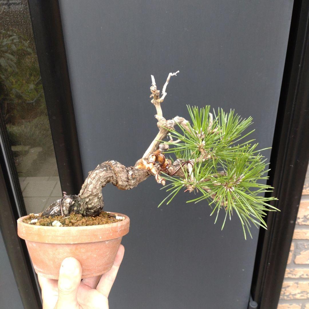 黒松 小品 盆栽 素材