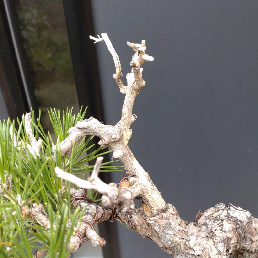 黒松 小品 盆栽 素材