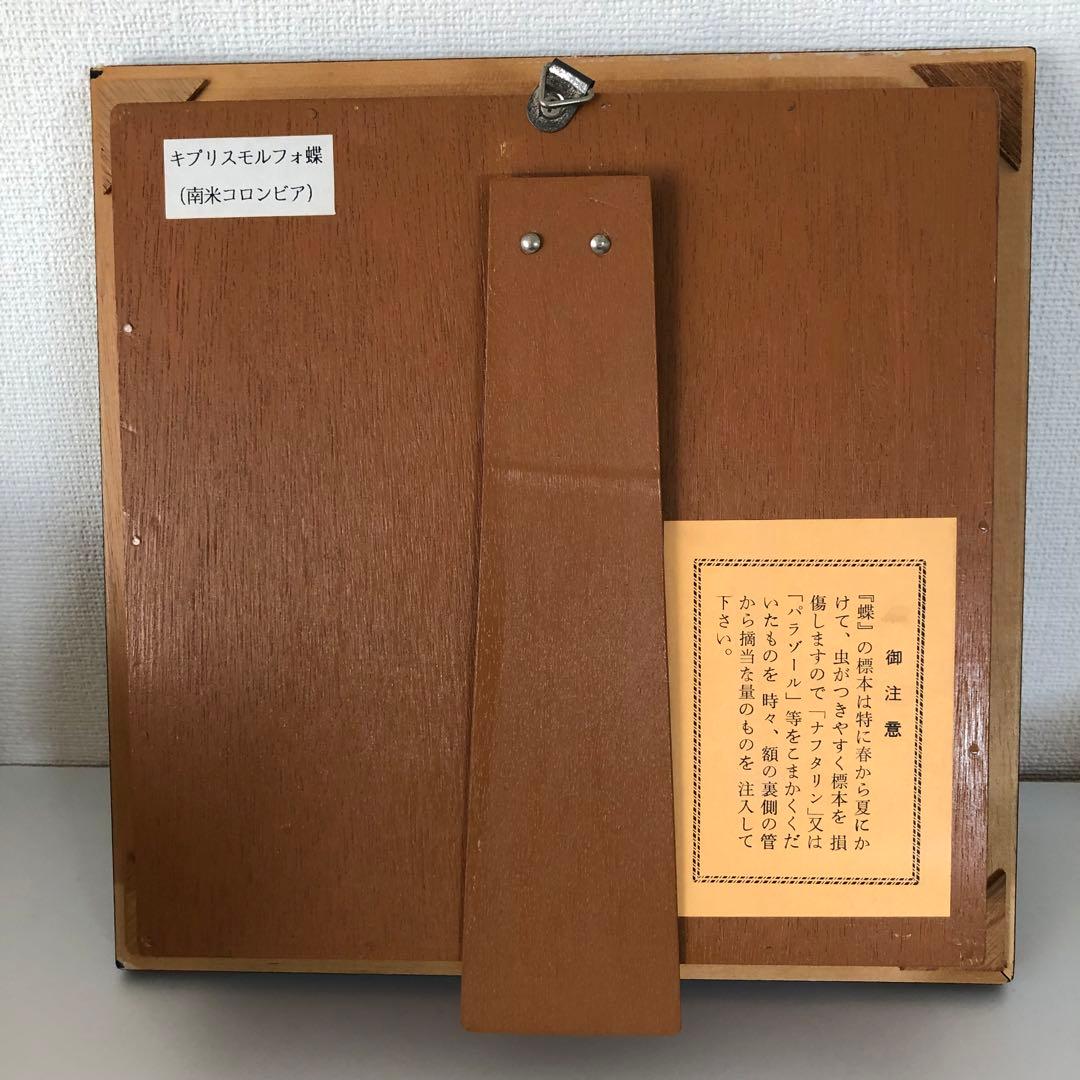 サ*ヤ様 キプリスモルフォ蝶 コロンビア 標本 額縁入り