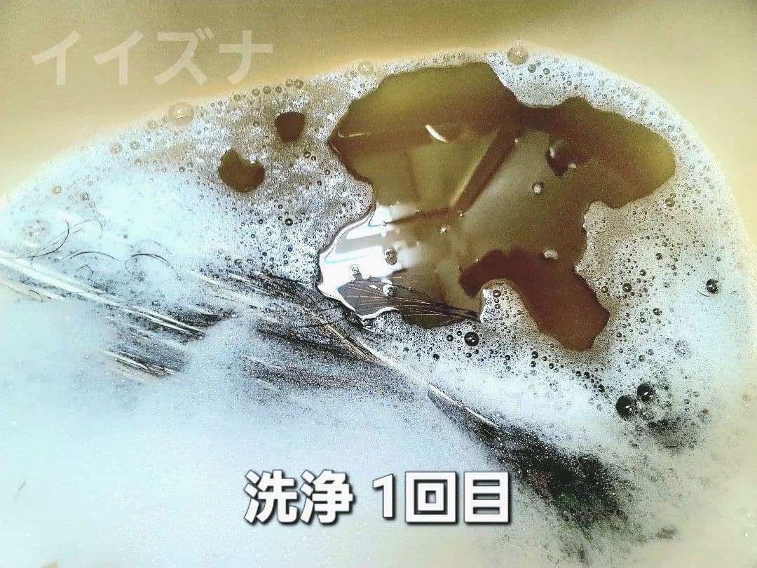 ピーコックアイ 100本 コエポン様ご依頼品