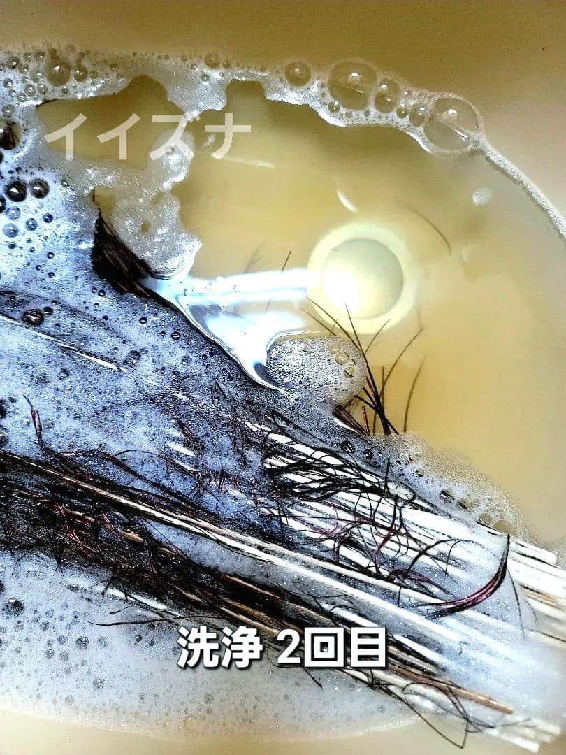 ピーコックアイ 100本 コエポン様ご依頼品