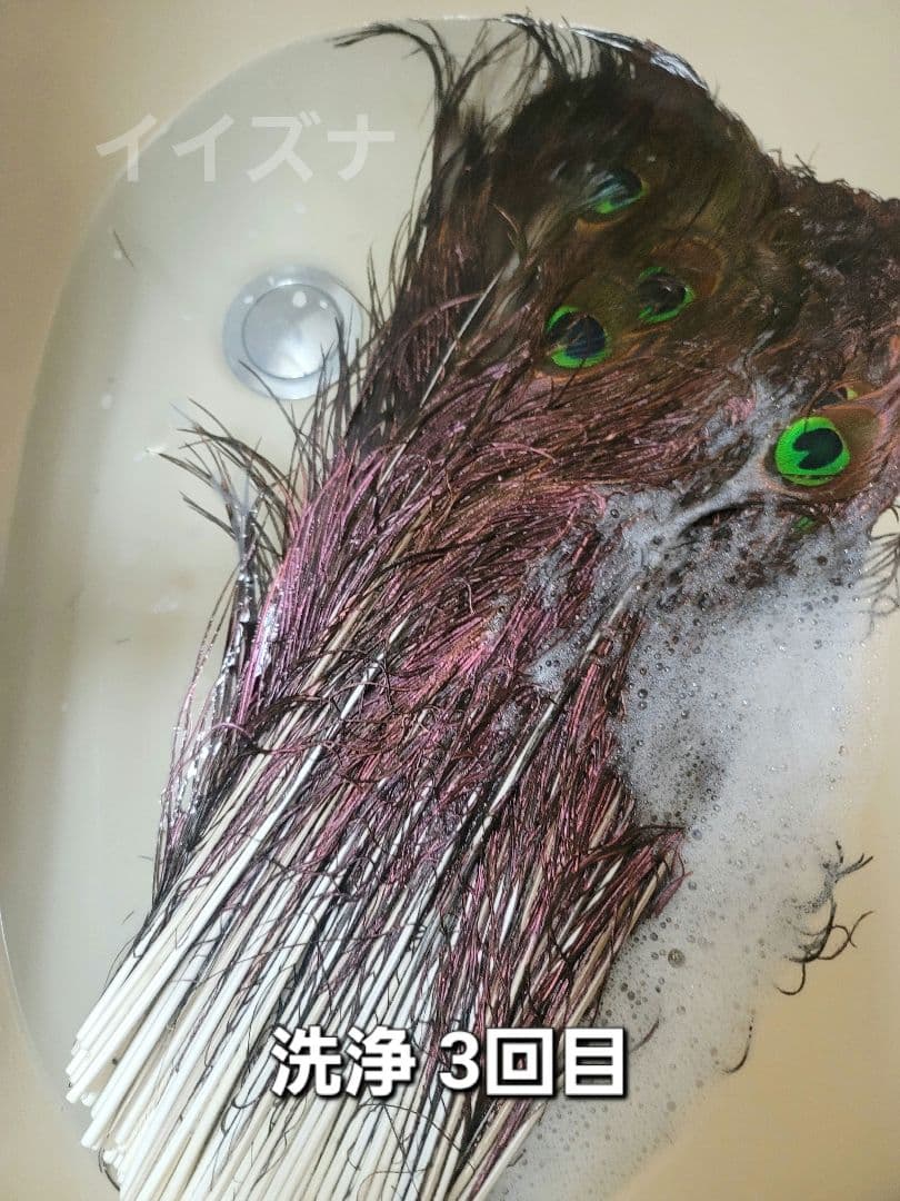 ピーコックアイ 100本 コエポン様ご依頼品