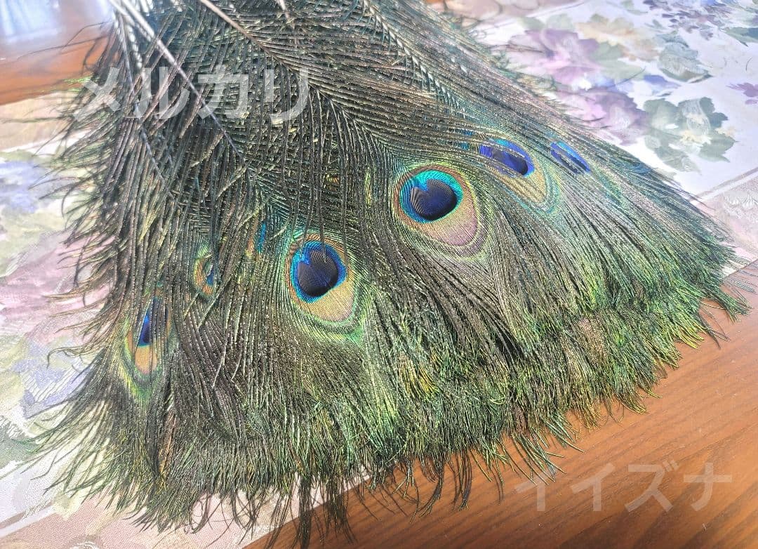 ピーコックアイ 100本 コエポン様ご依頼品