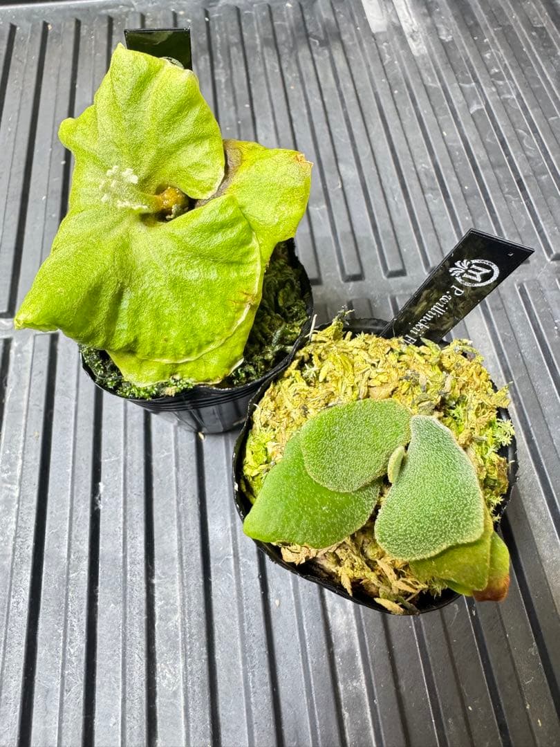 willinckii Fly dwarf 確定　オマケ付き