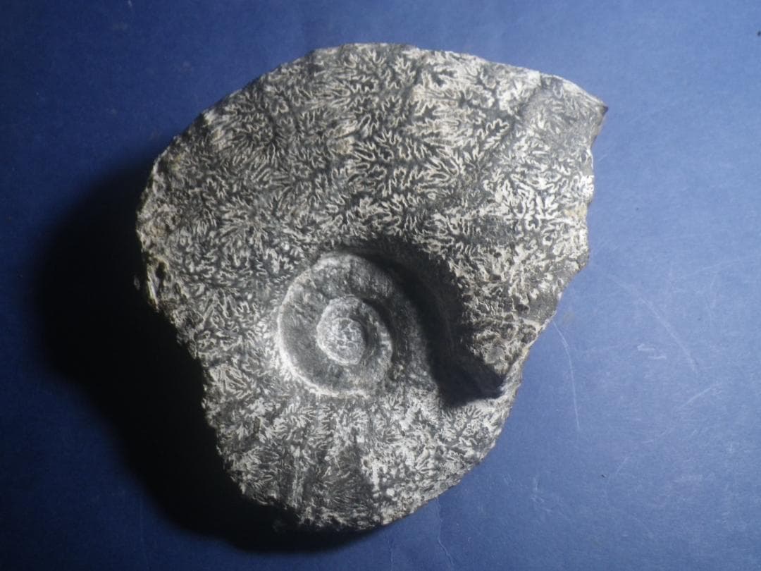 国産化石 パキ ２５１０１２－５