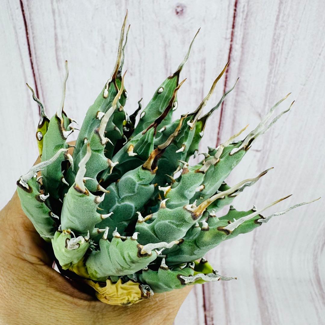 794 アガベ ユタエンシス エボリスピナ 陽炎 太葉