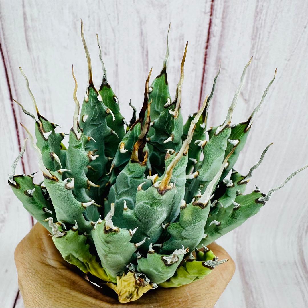 794 アガベ ユタエンシス エボリスピナ 陽炎 太葉