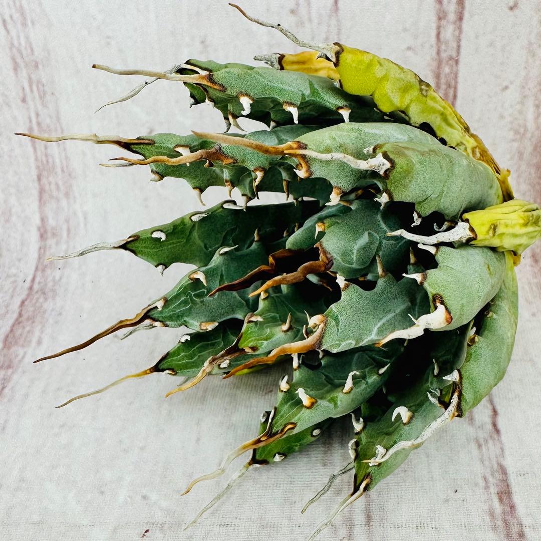 794 アガベ ユタエンシス エボリスピナ 陽炎 太葉