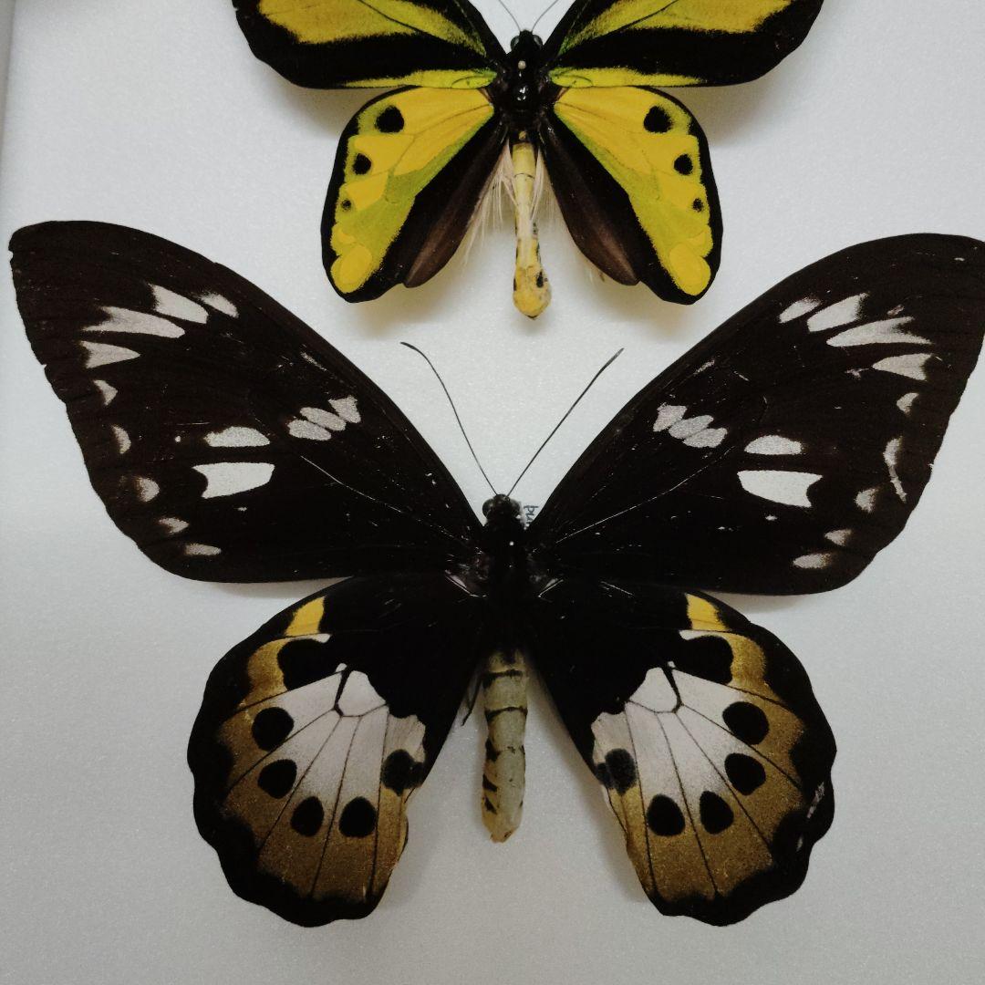 蝶標本　チトヌストリバネアゲハ　トリバネアゲハ　コレクション　世界三大美蝶