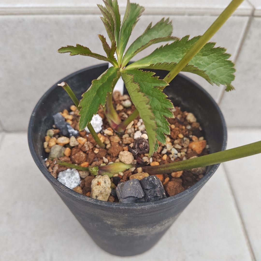 A*a様 クリスマスローズ 大和園 グリーンパステリッシュストレイン 株分け