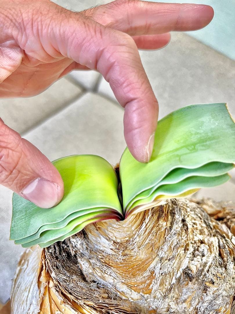 ブーファン ハエマンソイデス ダブル 大株 休眠明け