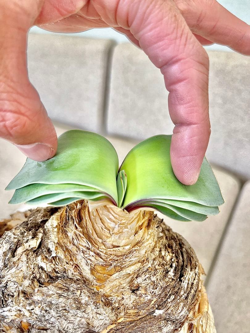 ブーファン ハエマンソイデス ダブル 大株 休眠明け