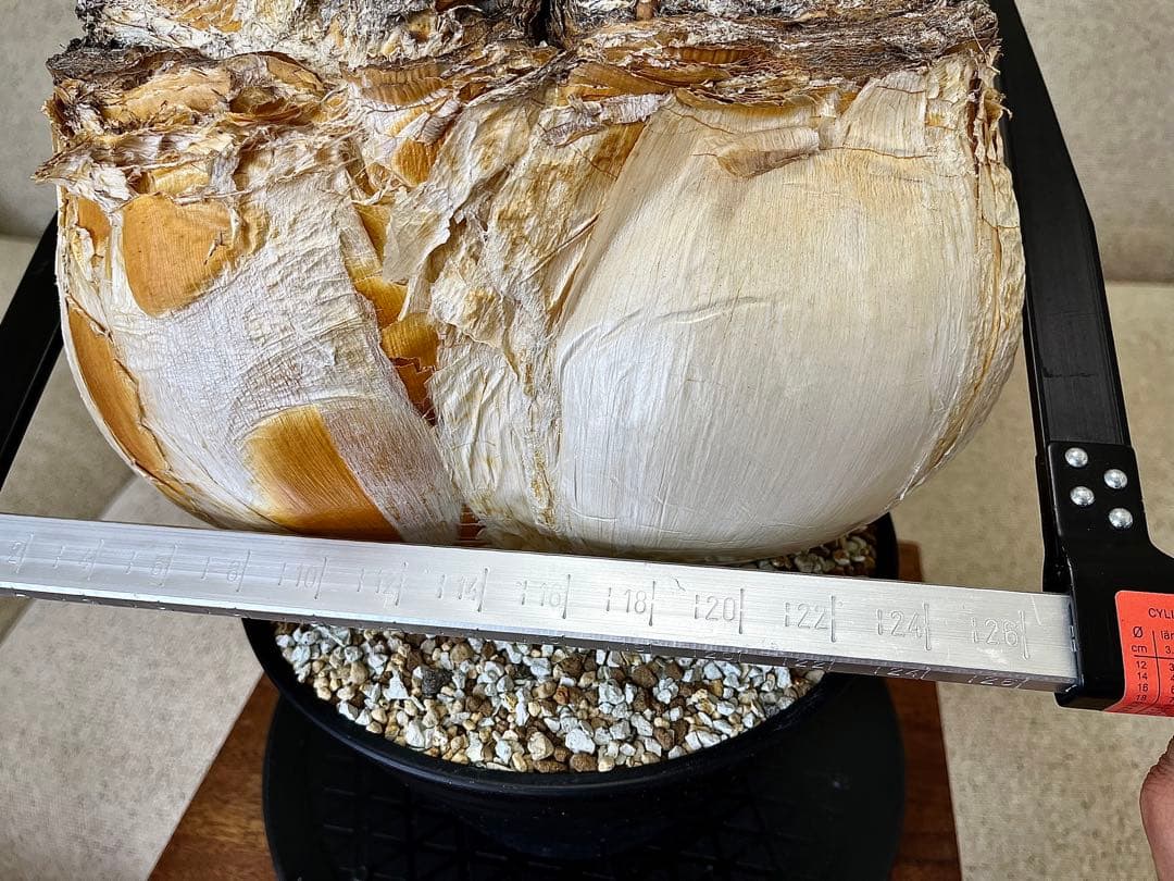 ブーファン ハエマンソイデス ダブル 大株 休眠明け