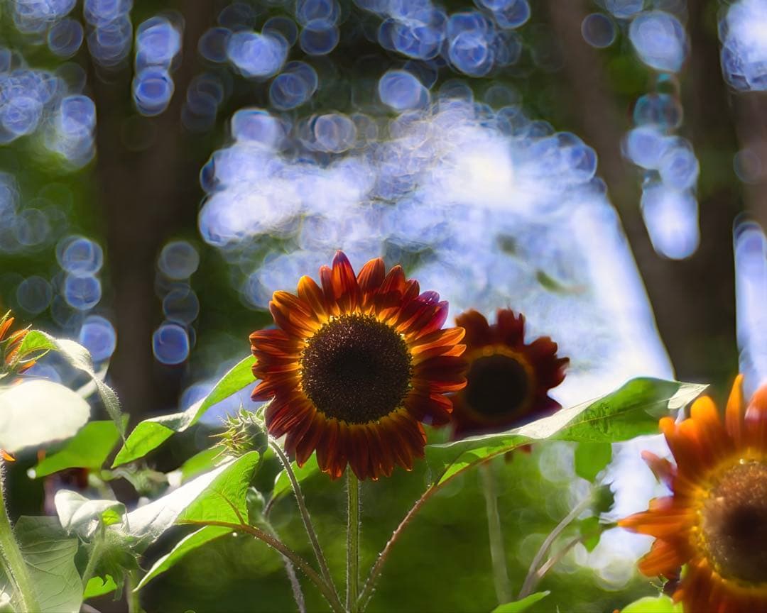 本日まで　Meyer-Optik Gorlitz Trioplan RFマウント