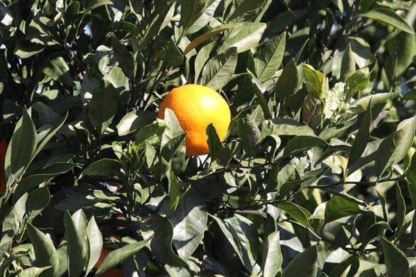 【訳あり品 箱付き】SIGMA 150-600 F5-6.3 S Canon