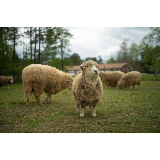 50　美品 初期型　ジュピター 8 　2/50 L39アダプター付