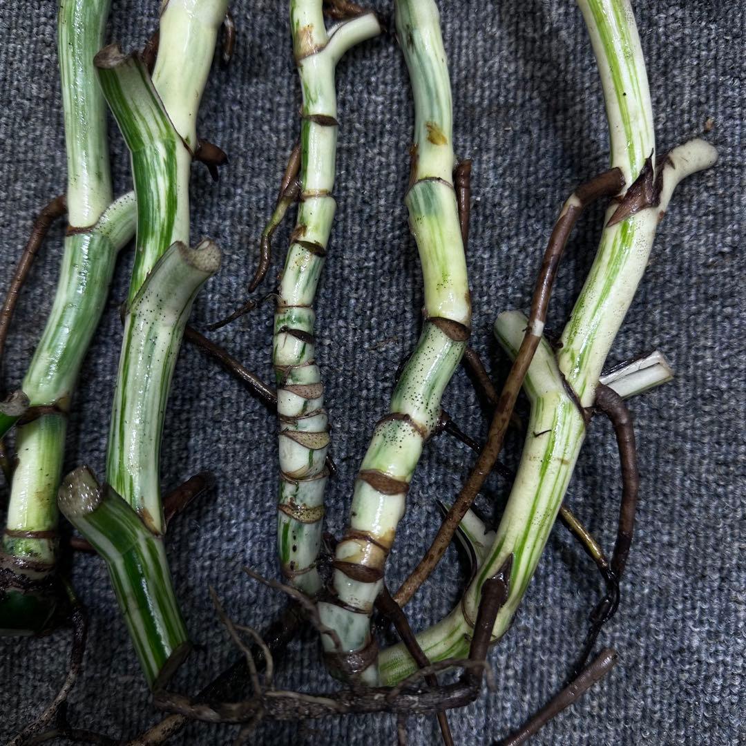 超*✿様 斑入りモンステラホワイトタイガー茎7株おまとめ